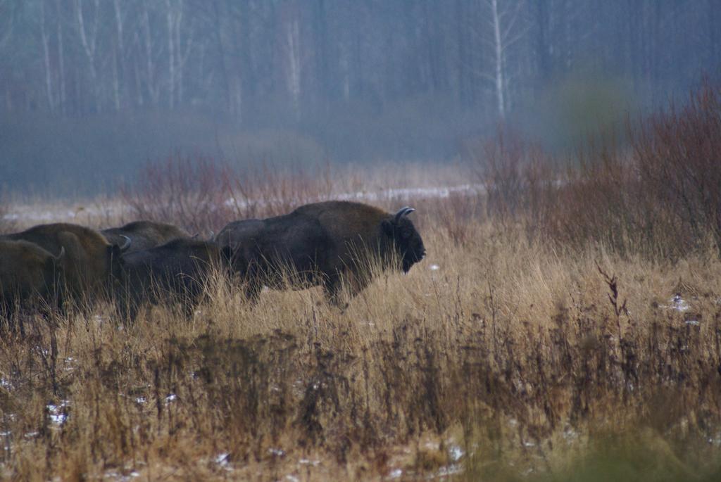 Bojarski Gosciniec Narewka Exteriér fotografie